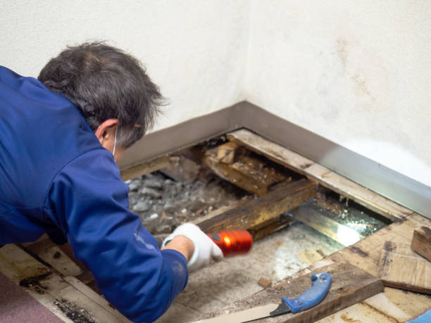 Best Emergency Mold Removal  in Kent, WA