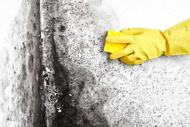 Mold Removal Process in Kent, WA