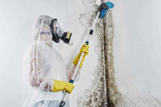 Trusted Kent, WA Mold Removal Experts