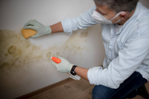 Attic Mold Removal in Kent, WA