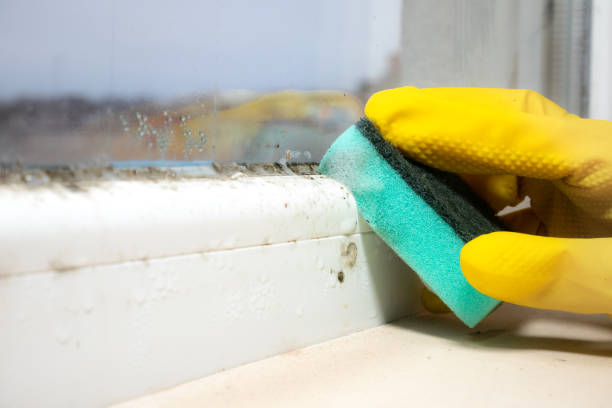 Best Toxic Mold Removal  in Kent, WA