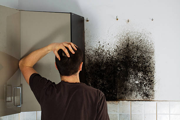 Best Office Mold Removal Services  in Kent, WA