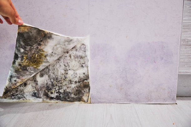 Best Residential Mold Removal  in Kent, WA